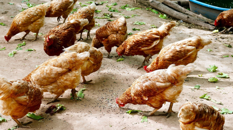 Farmers are feeding hemp to chickens, know why they are doing this?