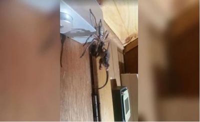When a Spider swallowed this animal, peoples left out speechless