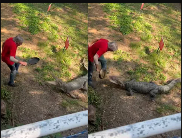 Elderly attacked crocodile