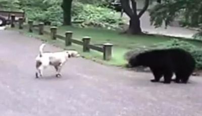 Video : एक कुत्ते से डरकर भागा ये बड़ा सा भालू, देखिये ये वीडियो