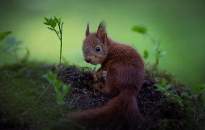 Video of baby squirrel winning hearts