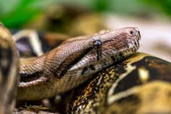 This species of female snake can give birth without mating with male snakes