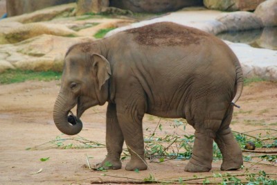 Prank of this little elephant winning hearts, watch video here