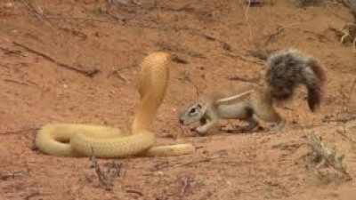 Video: Mama Squirrel confronts cobra to protect her babies