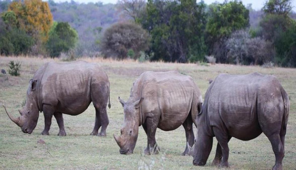 Rhinos Are Vegetarian Animals, Know Other Interesting Facts