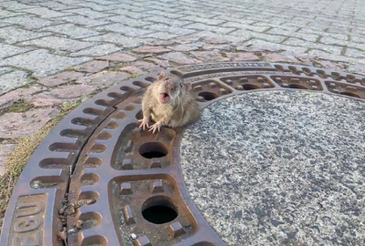 चैम्बर के ढक्कन में फंस गया चूहा, बचाने के लिए आई फायर फाइटर्स की टीम