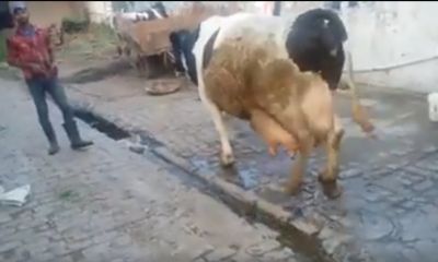 आश्चर्य : 40 लीटर दूध देती है यह गाय, विडियो हो रहा वायरल