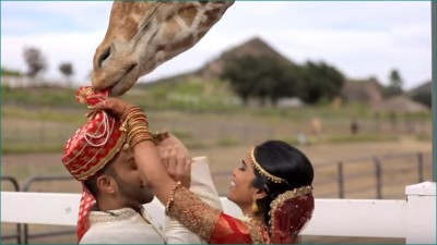 Giraffe photobombs couple’s wedding photoshoot, tries to eat groom’s turban, watch hilarious video here