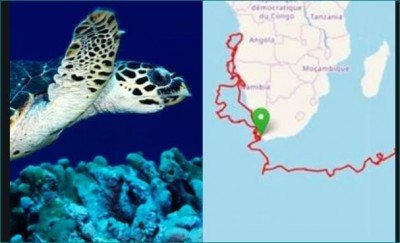 This turtle walked 37000 km to find its home