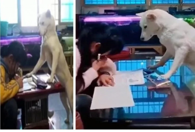 Video : छोटी बच्ची का होम वर्क करवाता है यह कुत्ता, वीडियो देखकर हैरान हो जाएंगे