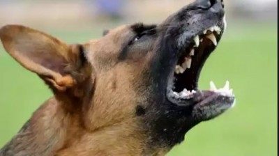 डिलीवरी बॉय पर झपटा कस्टमर का कुत्ता, डर के मारे तीसरी मंजिल से कूदा शख्स