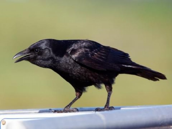 The name of this smart crow species is similar to corona