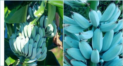 Blue java banana tastes just like vanilla ice cream in South Africa
