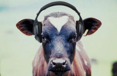 यहाँ संगीत सुनकर दूध देती हैं गायें