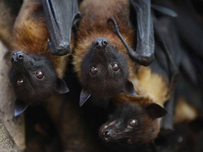In this village of India, bats are worshiped