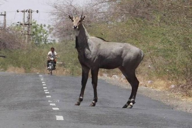 This unique jungle animal was seen walking in the mall of Delhi