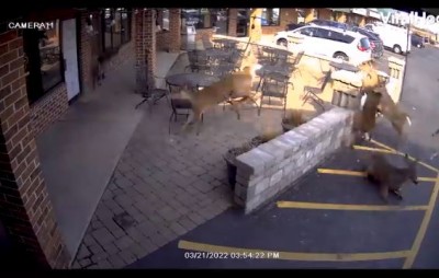 VIDEO: Many deer entered at Bar one after the other, created ruckus!