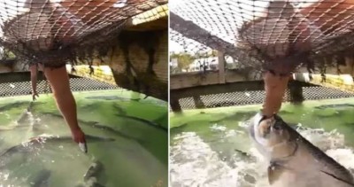 Video: The man was feeding the fish, caught his hand in a jiffy