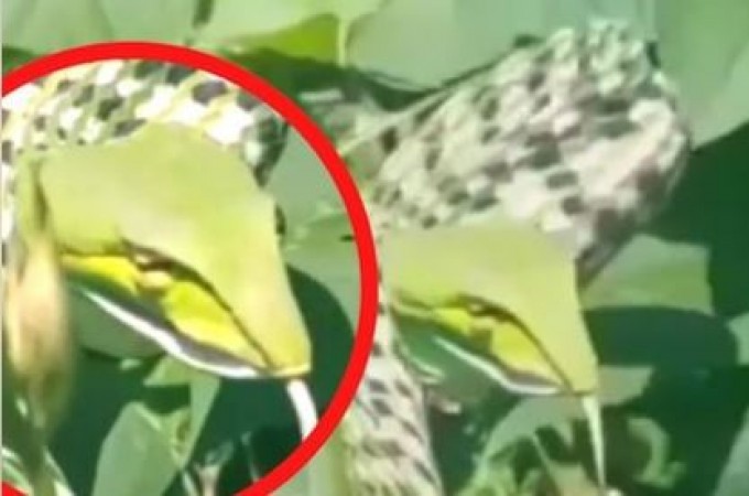 Video: Mysterious snake with green-patchy body found in the city