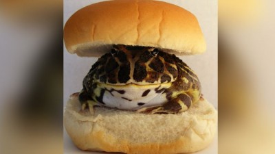 The girl was about to eat a burger, then the frog came out of it and then...