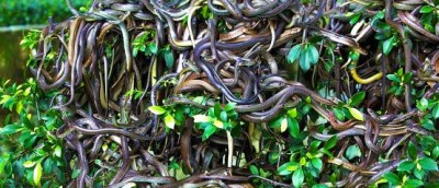 60 snakes rescued from home in UP's Muzaffarnagar