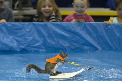 People went crazy after seeing the performance of this squirrel in the boat show