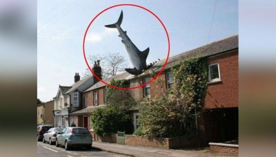 After all, how did such a big shark enter the house?