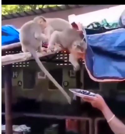 A elderly woman feeding a monkeys in west bengal, video goes viral