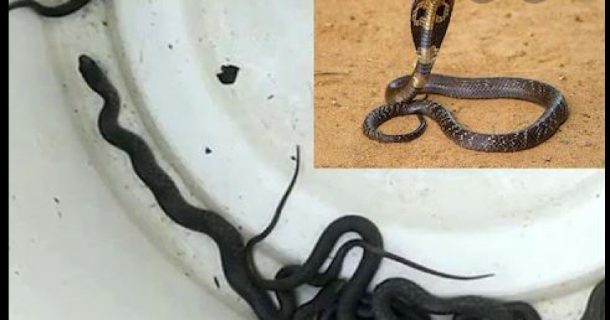 Terror of snakes: One by one, many poisonous snakes started coming out of the house, stir