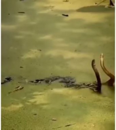 VIDEO: तालाब में नाग-नागिन का प्यार देख पिघल गए लोग