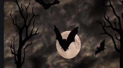 You may not know these facts about bats