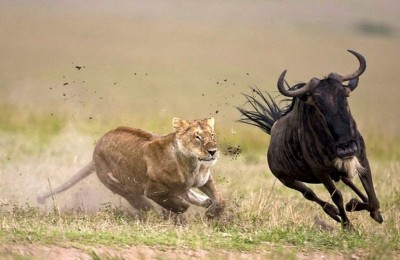 This is how buffalo got saved from pride of lions, watch video here