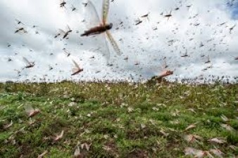 Millions of people died due to locusts in China