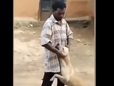 VIDEO: कुत्ते को परेशान कर रहा था युवक, गाय ने लिया बदला