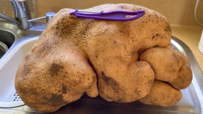 World's largest potato!