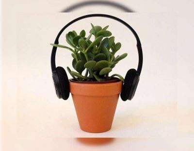 अब पेड़-पौधों की जल्दी ग्रोथ के लिए सुनाएं उन्हें गाना