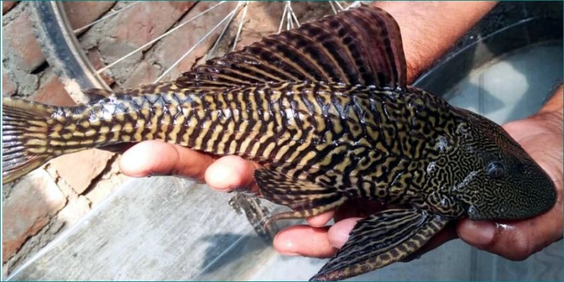 Suckermouth Catfish found in Sindh River after Ganga