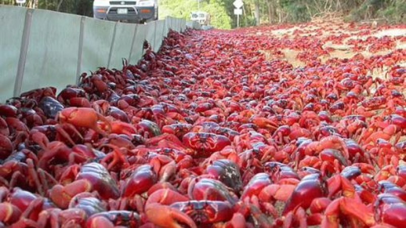 Red crabs flooded in the streets of Australia, No place to walk