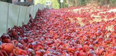 Army of crabs on Australian streets will blow your senses