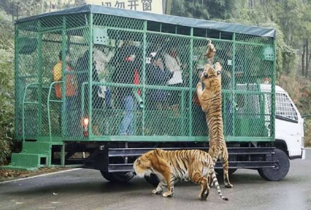 These are the world's unique zoo, tourists are caged in place of animals