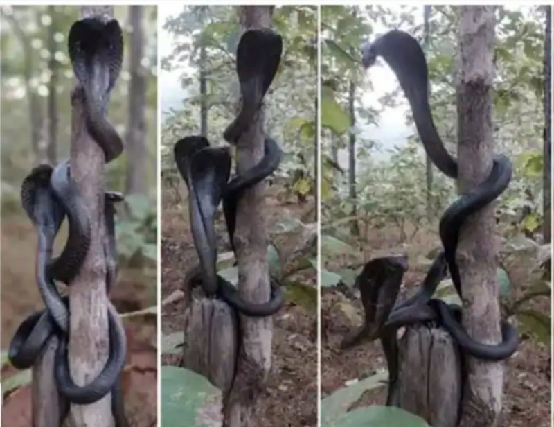 3 कोबरा सांपों की दुर्लभ तस्वीर हुई VIRAL