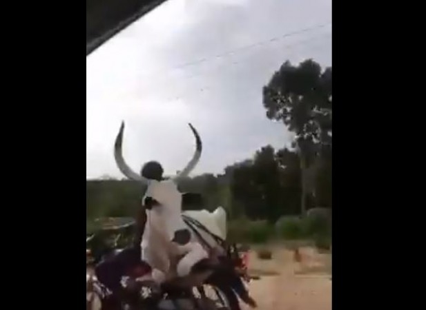 बाइक की सवारी करती गाय का वीडियो वायरल