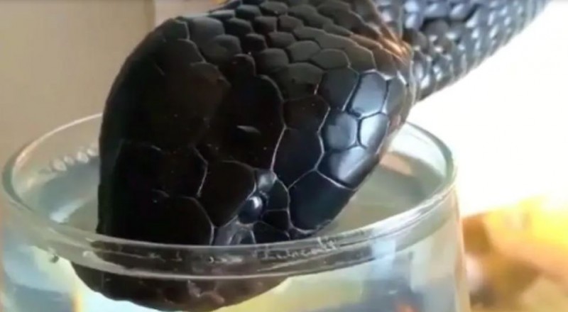 पानी पीते ब्लैक किंग कोबरा का वीडियो वायरल, देख हैरान हुए लोग