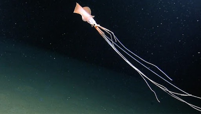 Rarest creature ever seen in Gulf of Mexico, photos go viral