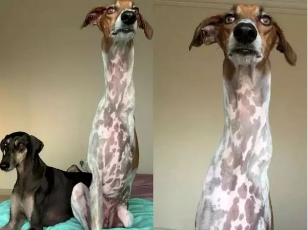 Long neck and spots on the body, look carefully, it is a dog not a 'giraffe'