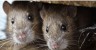 Rats ate 581 kg of cannabis, must read this shocking news