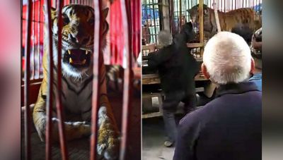 Video : बाघ को खिलाने गया, खुद ही बन गया उसका खाना