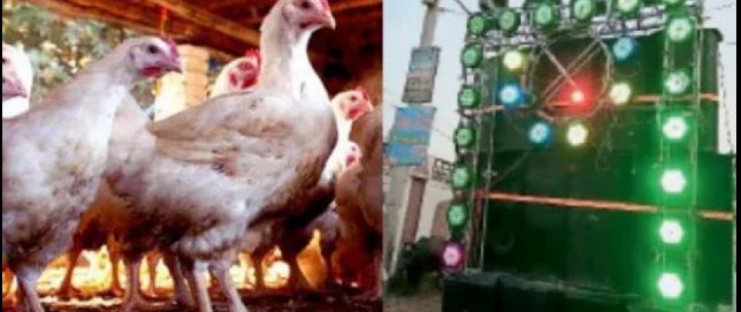 63 chickens killed by loud sound of DJ
