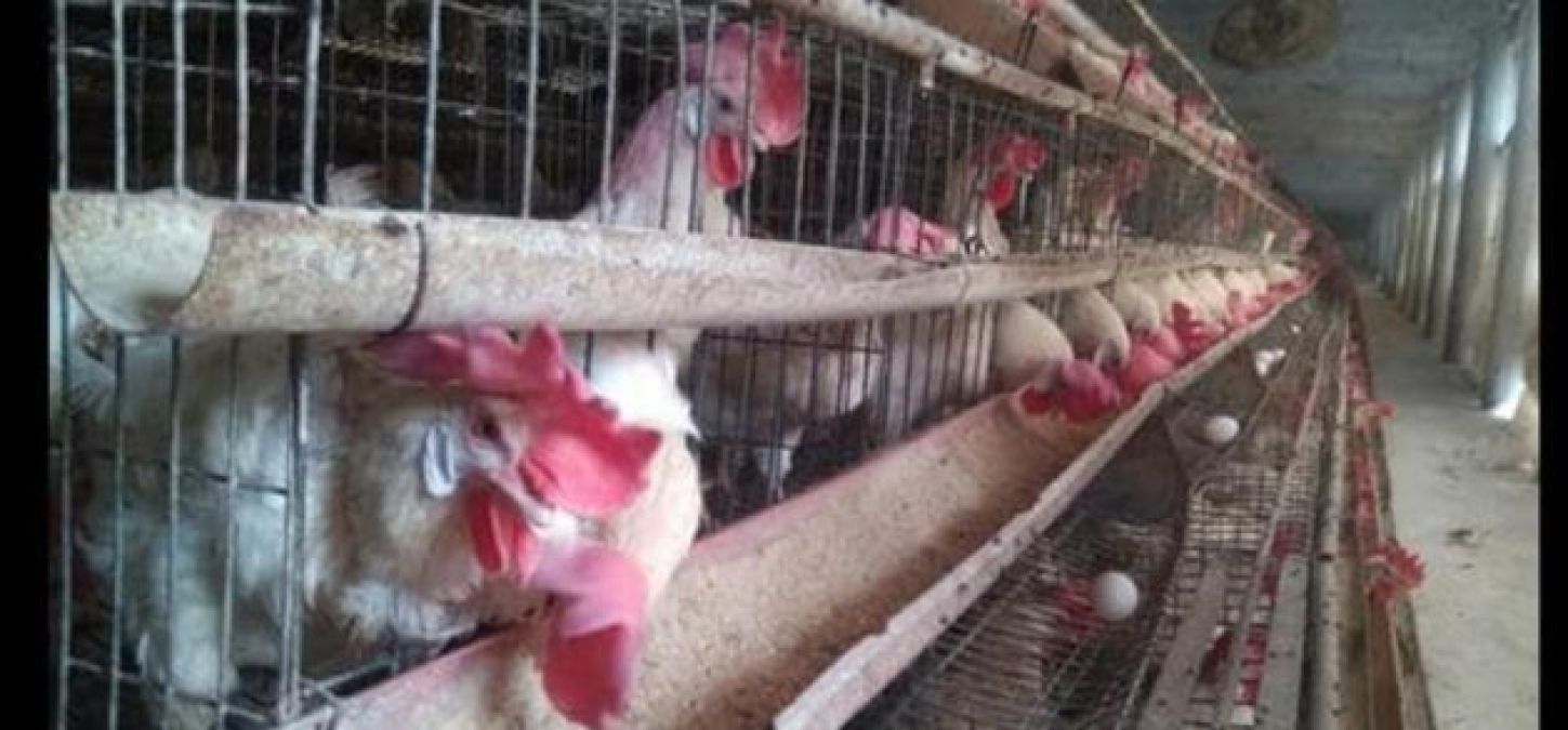 63 chickens killed by loud sound of DJ