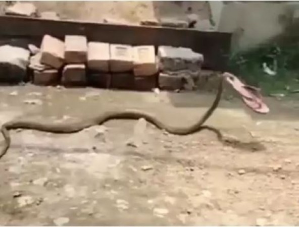 VIDEO: Woman throws slipper on snake, you'll be surprised to know what happened next